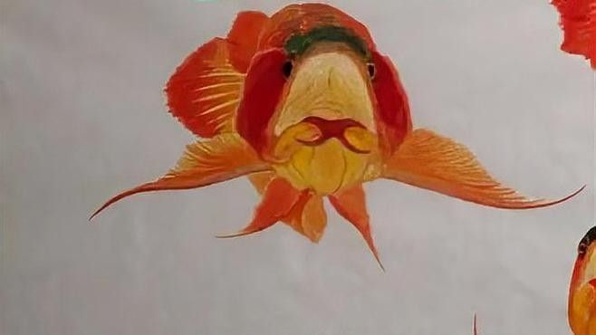 龍魚張嘴呼吸如何急救（龍魚張嘴呼吸咋回事）
