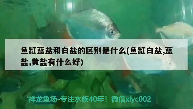 魚缸藍(lán)鹽和白鹽的區(qū)別是什么(魚缸白鹽,藍(lán)鹽,黃鹽有什么好)（魚缸藍(lán)鹽和白鹽的區(qū)別）
