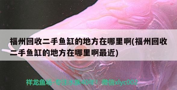 有哪些風水魚喂食禁忌，風水魚喂食技巧，如何判斷風水魚是否健康