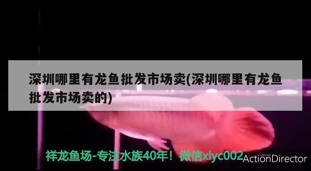 深圳哪里有龍魚批發市場賣(深圳哪里有龍魚批發市場賣的)（深圳哪里有龍魚批發市場）