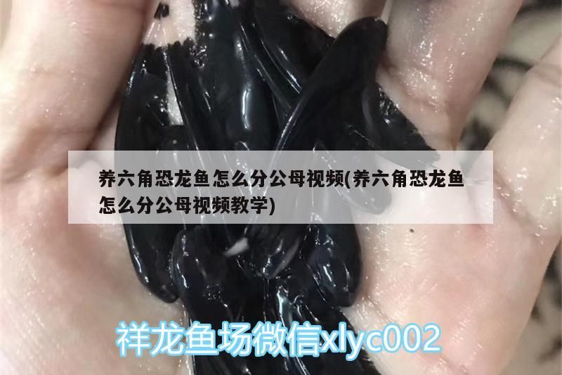 養六角恐龍魚怎么分公母視頻(養六角恐龍魚怎么分公母視頻教學)（六角恐龍魚怎么分公母）