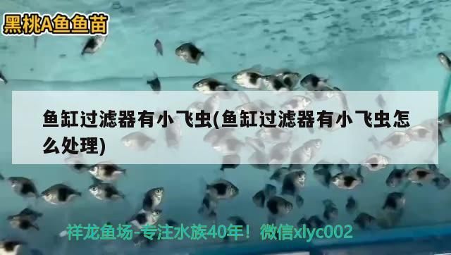 魚缸過濾器有小飛蟲(魚缸過濾器有小飛蟲怎么處理)（魚缸過濾器有小飛蟲和魚缸過濾器有小飛蟲怎么處理）
