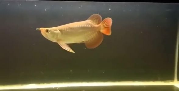 短身紅龍魚市場價格趨勢，關于短身紅龍魚的市場價格趨勢目前并沒有直接信息來源