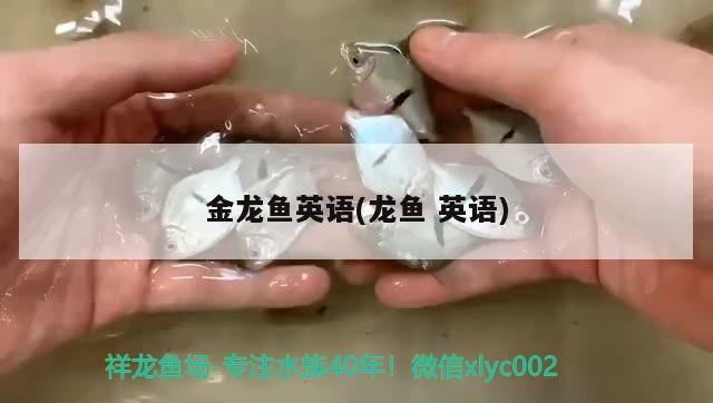 金龍魚英語(龍魚英語)（金龍魚英語（龍魚英語）是一個專注于提供高質量英語學習資源和課程的平臺）