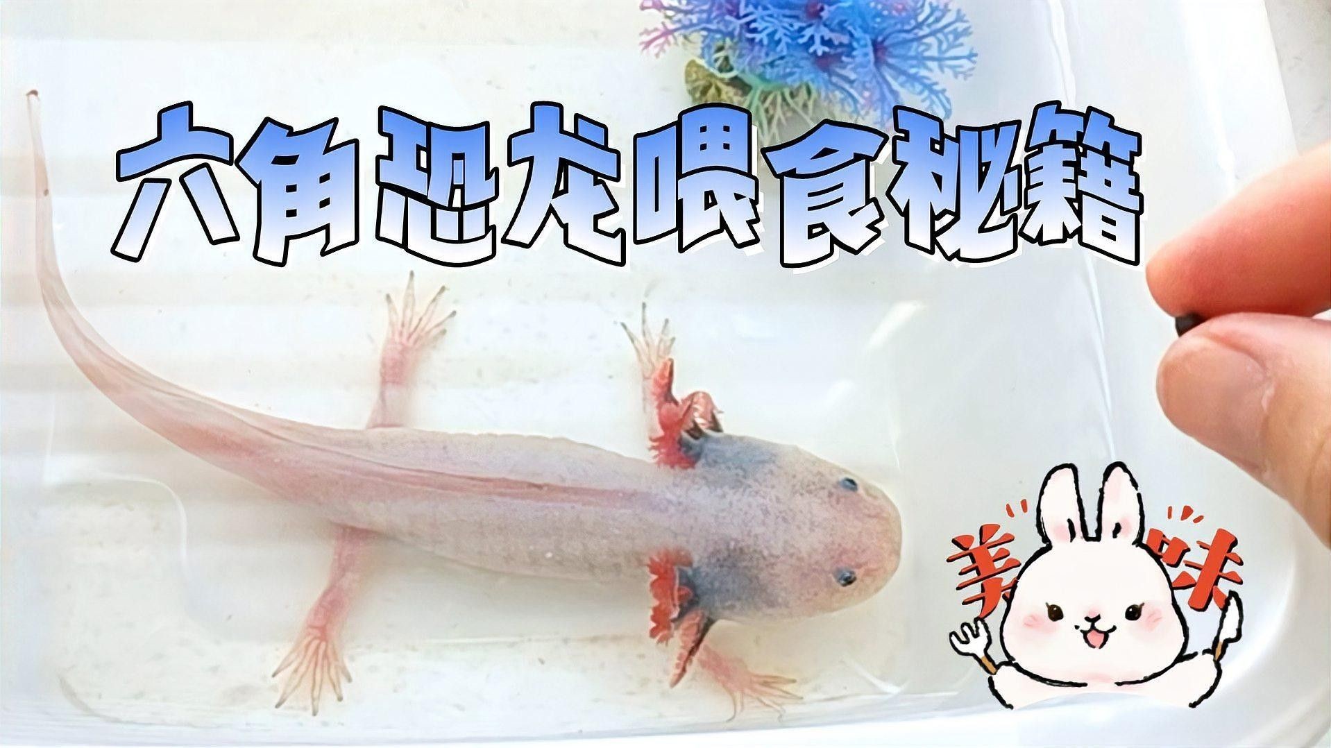 如何訓(xùn)練六角恐龍魚吃飼料（六角恐龍魚不吃飼料怎么辦）