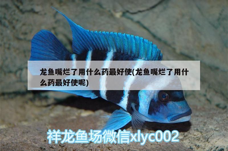 龍魚嘴爛了用什么藥最好使(龍魚嘴爛了用什么藥最好使呢)（龍魚嘴爛了怎么辦）