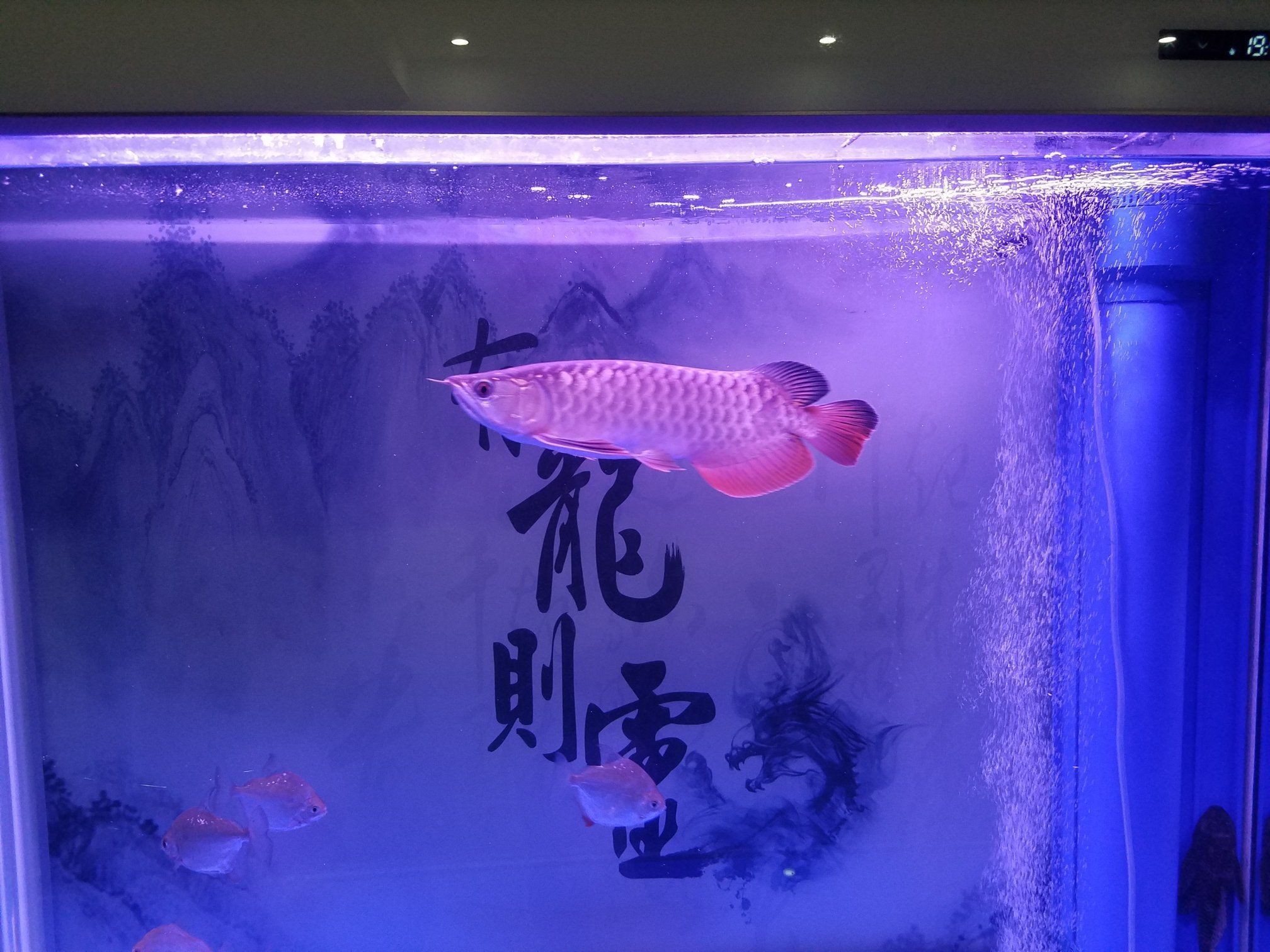 上海水族館越發(fā)的威武雄壯了（上海水族館，狀態(tài)完美的威龍,）