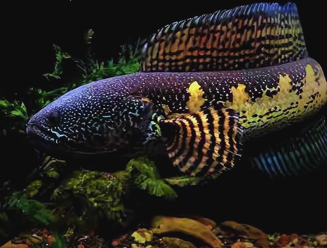 七彩雷龍魚多久喂一次比較好