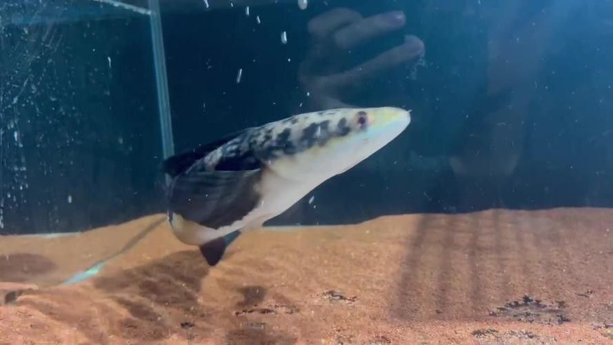 七彩雷龍魚多久喂一次比較好