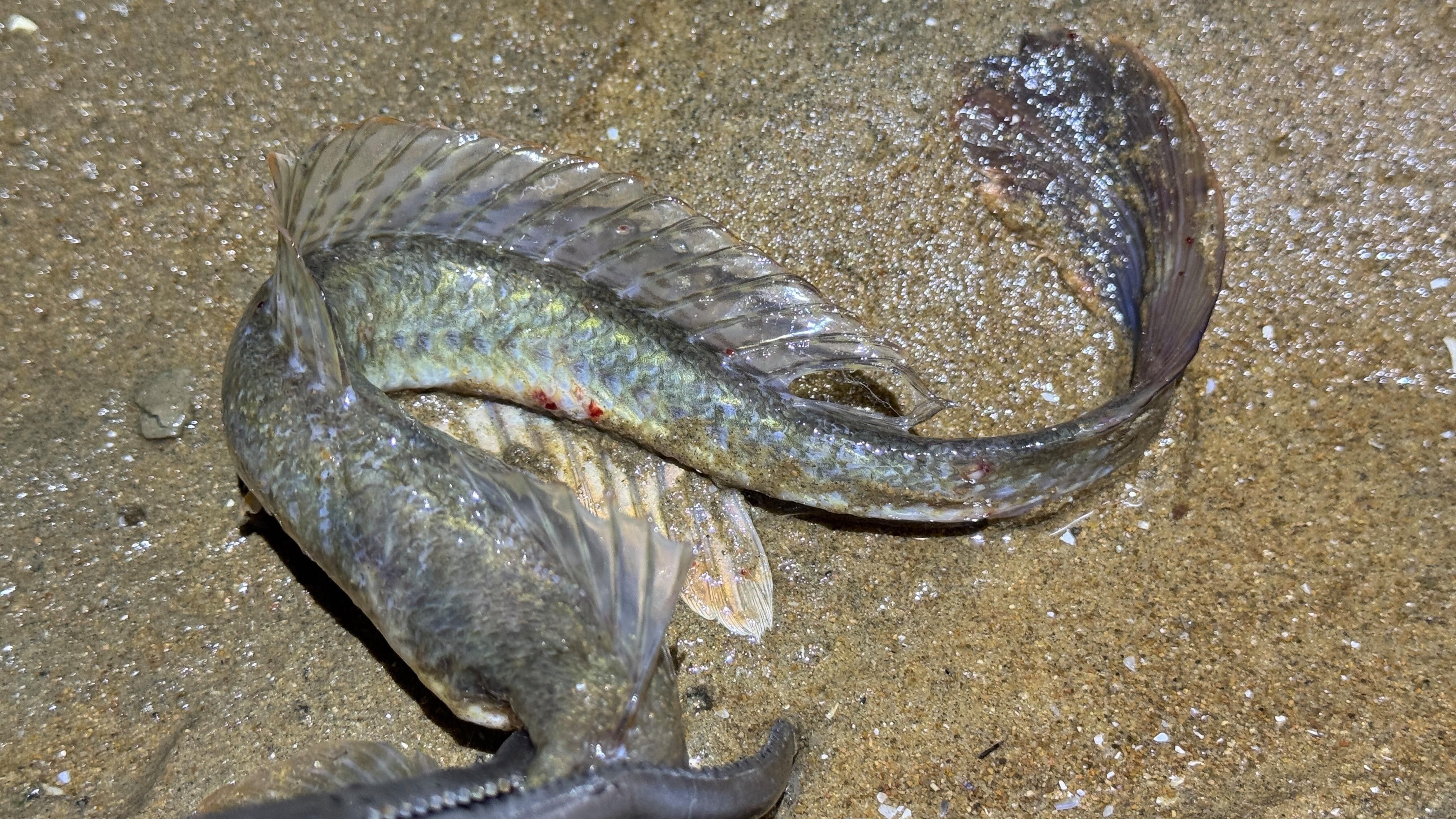 葵龍魚分布在哪里（葵龍魚的最佳捕撈季節）