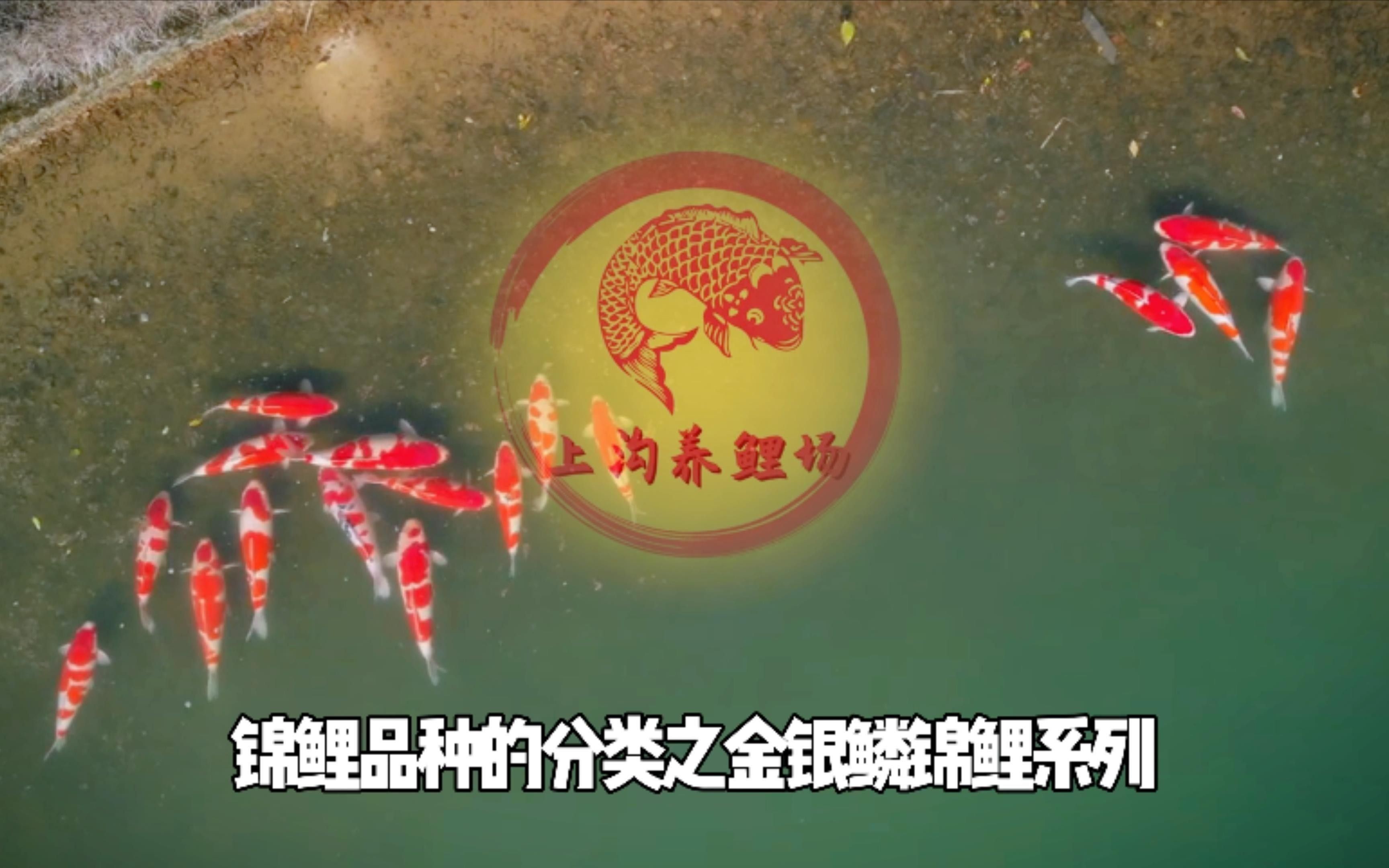 錦鯉的品種有哪些（錦鯉品種大揭秘） 錦鯉的品種有哪些（錦鯉品種大揭秘） 觀賞魚百科 第4張