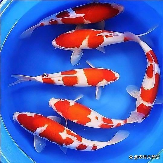 錦鯉的品種有哪些（錦鯉品種大揭秘） 錦鯉的品種有哪些（錦鯉品種大揭秘） 觀賞魚百科 第7張