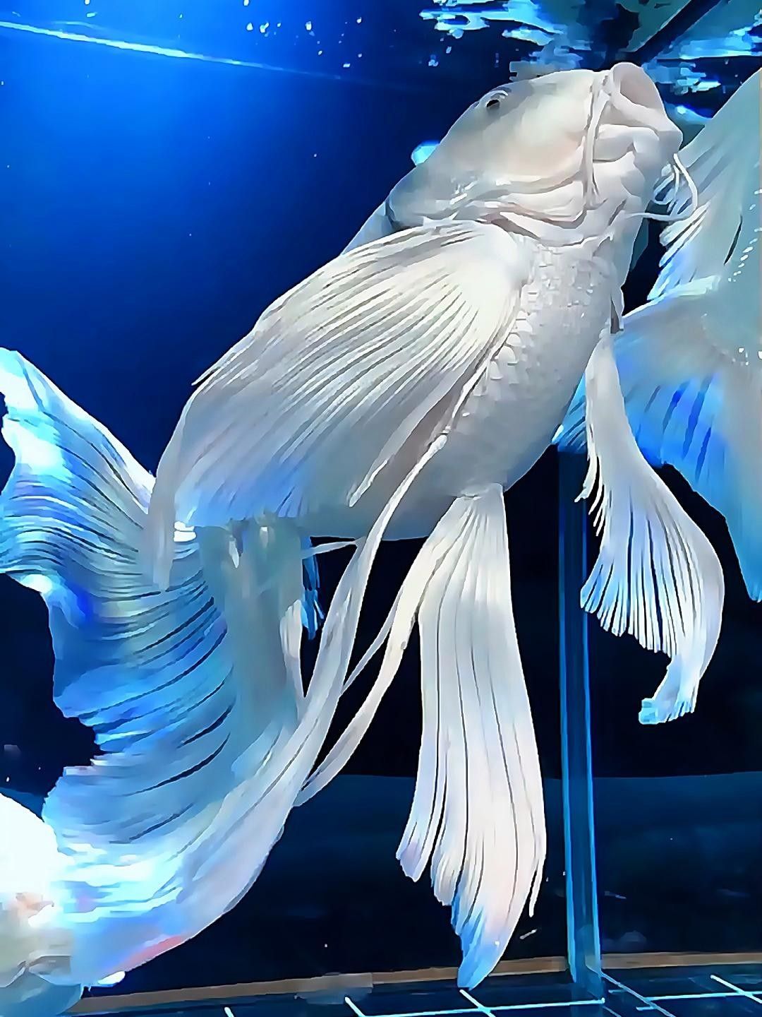 錦鯉的品種有哪些（錦鯉品種大揭秘） 錦鯉的品種有哪些（錦鯉品種大揭秘） 觀賞魚百科 第5張