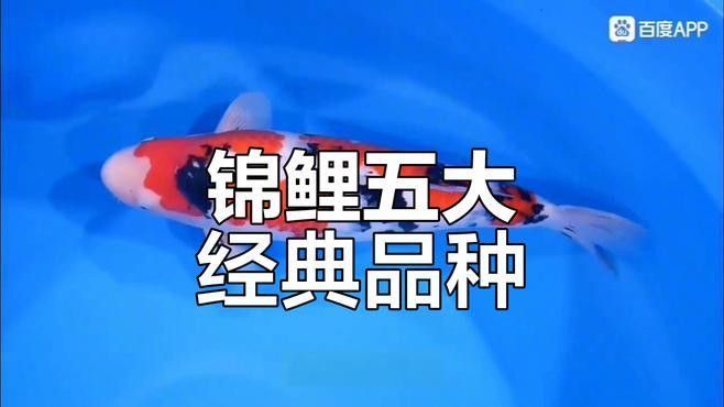 錦鯉的品種有哪些（錦鯉品種大揭秘） 錦鯉的品種有哪些（錦鯉品種大揭秘） 觀賞魚百科 第6張