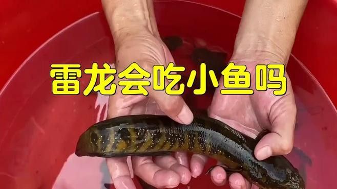 雷龍魚可以喂大麥蟲嗎（星辰大海雷龍魚飼養全攻略，雷龍魚可以喂大麥蟲）