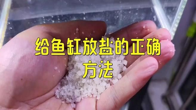龍魚換水后需要加鹽嗎？（魚缸換水加鹽總出錯學會這4步）