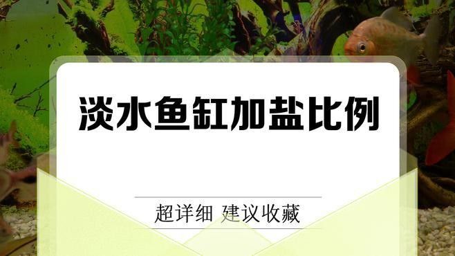 龍魚換水后需要加鹽嗎？（魚缸換水加鹽總出錯學會這4步）