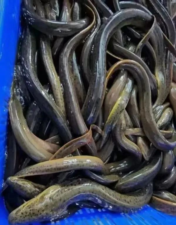 金龍魚批發(fā)基地 金龍魚批發(fā)基地地址（廣東金龍魚批發(fā)基地）