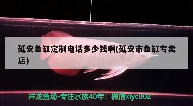 魚缸用增氧泵價(jià)格是多少:魚缸增氧機(jī)-xtrac增氧機(jī)-xtrac增氧機(jī) 鞭蝴蝶魚的圖片高清(鞭蝎圖片) 觀賞魚百科 鞭蝴蝶魚的圖片高清(鞭蝎圖片) 鞭蝴蝶魚的圖片高清(鞭蝎圖片) 觀賞魚百科