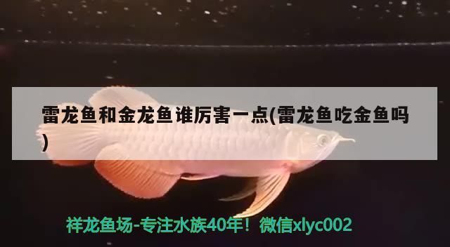 雷龍魚和金龍魚誰厲害一點(雷龍魚吃金魚嗎)（巴卡雷龍魚和金龍魚誰厲害一點）