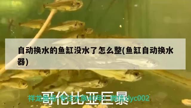 自動換水的魚缸沒水了怎么整(魚缸自動換水器)（自動換水的魚缸沒水了怎么整） 自動換水的魚缸沒水了怎么整(魚缸自動換水器)（自動換水的魚缸沒水了怎么整） 觀賞魚百科