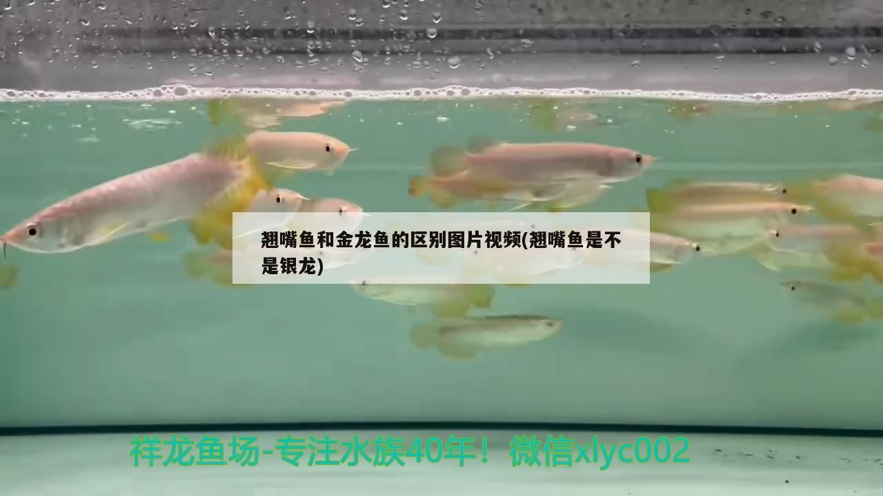 翹嘴魚和金龍魚的區(qū)別圖片視頻(翹嘴魚是不是銀龍)