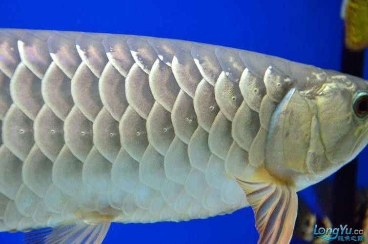 金龍魚側線孔位置示意圖（養魚小藝，淺談如何快速區分金龍魚側線孔變大怎么辦） 金龍魚側線孔位置示意圖（養魚小藝，淺談如何快速區分金龍魚側線孔變大怎么辦） 龍魚百科 第5張