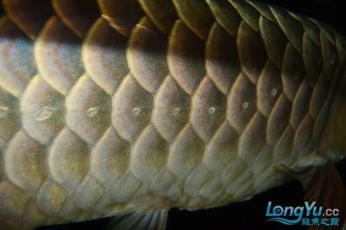 金龍魚側線孔位置示意圖（養魚小藝，淺談如何快速區分金龍魚側線孔變大怎么辦） 金龍魚側線孔位置示意圖（養魚小藝，淺談如何快速區分金龍魚側線孔變大怎么辦） 龍魚百科 第3張