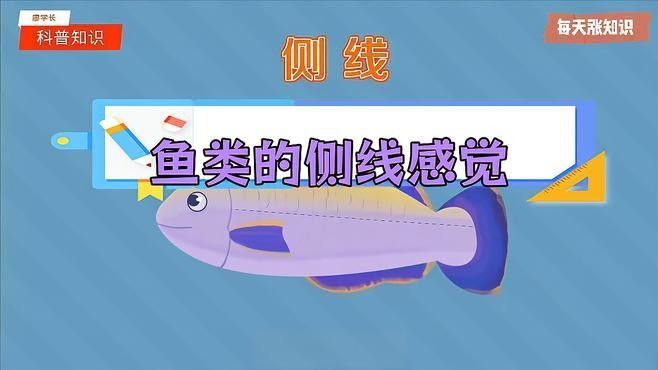 金龍魚側線孔位置示意圖（養魚小藝，淺談如何快速區分金龍魚側線孔變大怎么辦） 金龍魚側線孔位置示意圖（養魚小藝，淺談如何快速區分金龍魚側線孔變大怎么辦） 龍魚百科 第21張