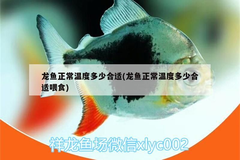 龍魚正常溫度多少合適(龍魚正常溫度多少合適喂食)