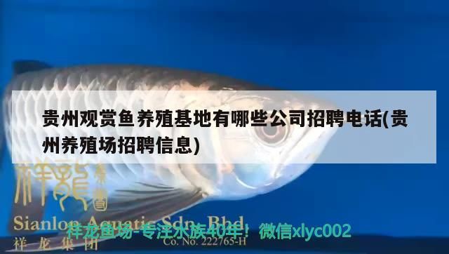 貴州觀賞魚養殖有哪些公司招聘電話(貴州養殖場招聘信息)
