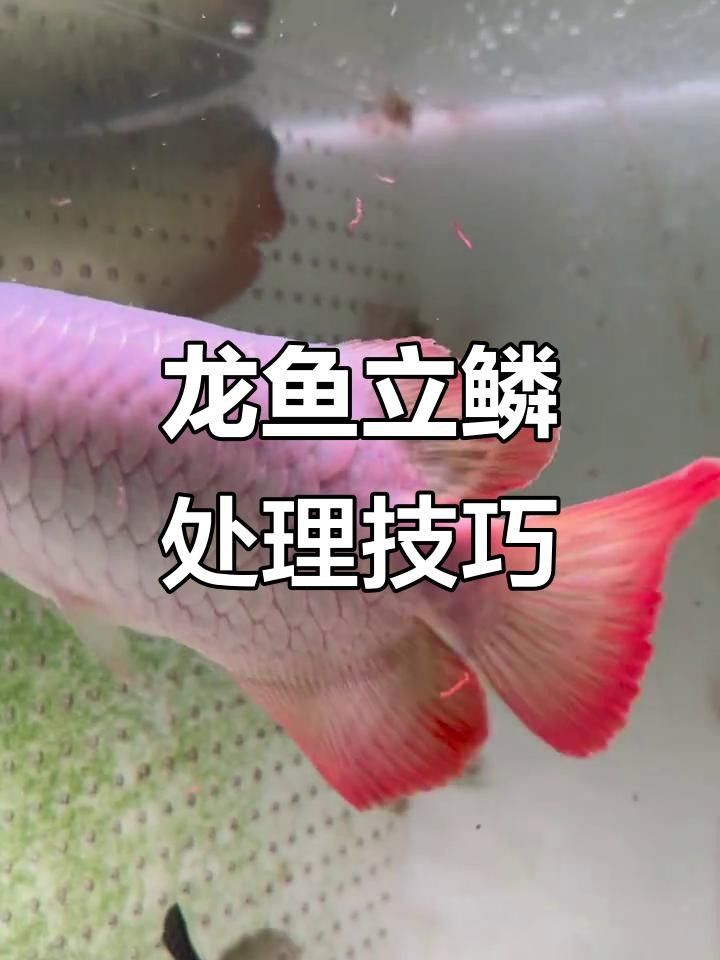 龍魚要放鹽嗎（養龍魚要下鹽嗎好處與壞處有哪些嗶哩嗶哩）