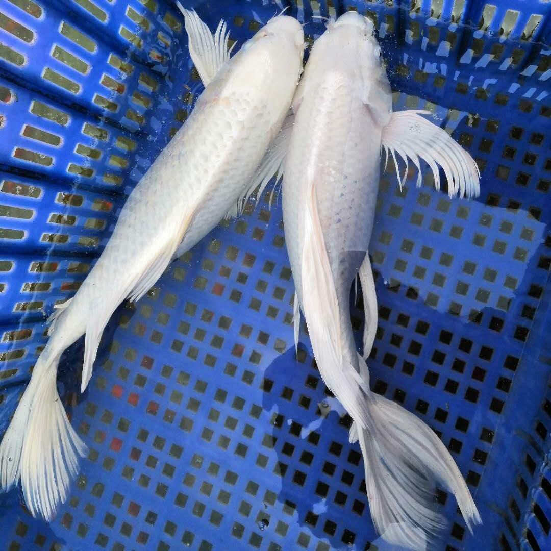 濱州觀賞魚養殖場電話號碼查詢(濱州觀賞魚養殖場電話號碼查詢地址)