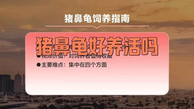 混養豬鼻龜需要注意哪些事項（豬鼻龜混養的注意事項）
