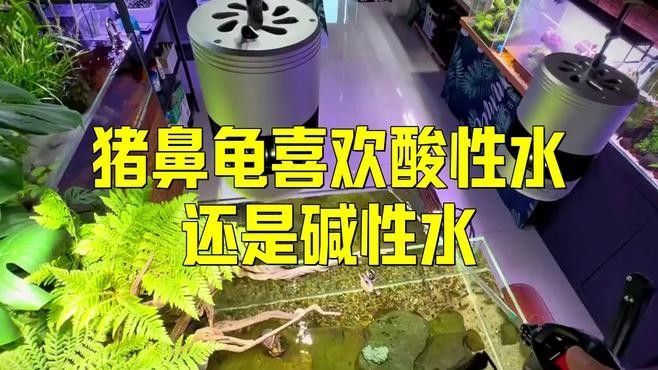混養豬鼻龜需要注意哪些事項（豬鼻龜混養的注意事項）
