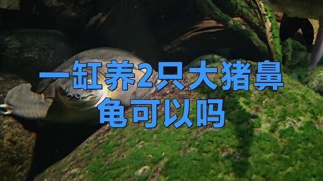 混養豬鼻龜需要注意哪些事項（豬鼻龜混養的注意事項）