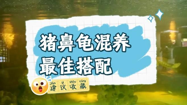混養豬鼻龜需要注意哪些事項（豬鼻龜混養的注意事項）