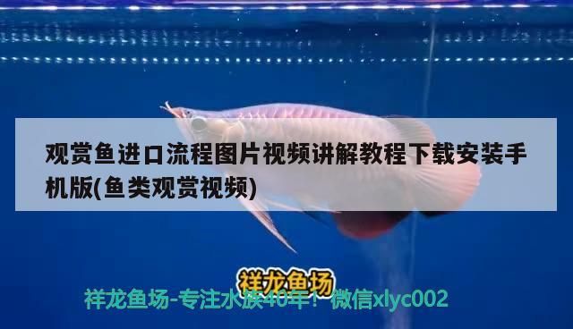 觀賞魚進口流程圖片視頻講解教程下載安裝手機版(魚類觀賞視頻)
