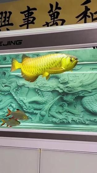 哪種金龍魚(yú)頭型最稀有（獨(dú)角金龍魚(yú)頭型評(píng)分最稀有且評(píng)分最高的四種頭型）