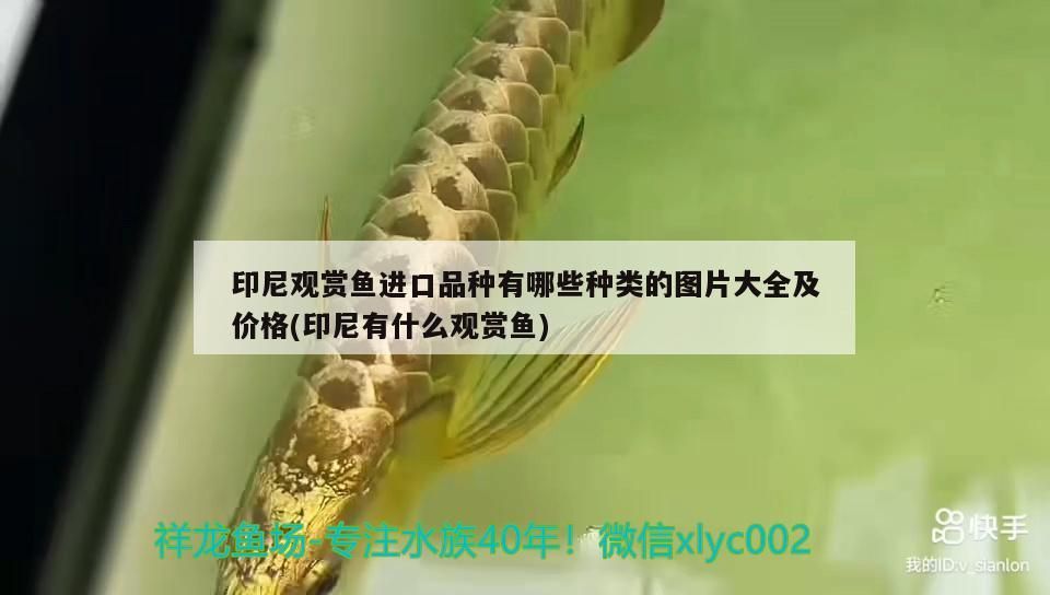 印尼觀賞魚進口品種有哪些種類的圖片大全及價格(印尼有什么觀賞魚)