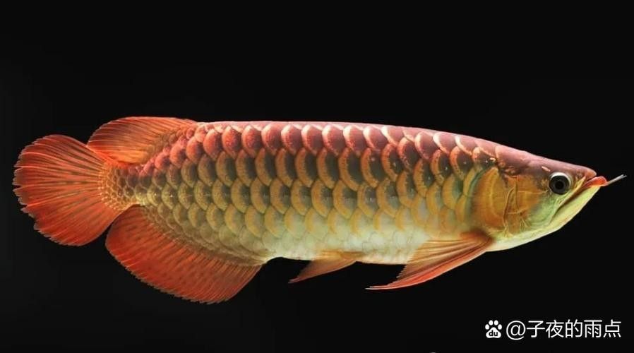 紅尾金龍魚有哪些品種（尾金龍魚是金龍魚的一種，其品種繁多，具有獨特的外觀和飼養(yǎng)需求）