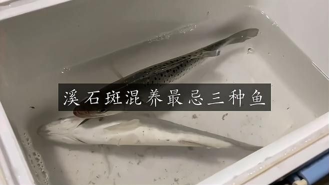 哪些品種的石斑魚適合混養(yǎng) 哪些品種的石斑魚適合混養(yǎng) 龍魚百科 第1張