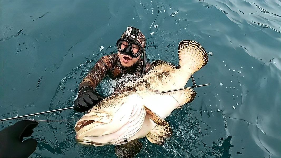 哪些品種的石斑魚適合混養(yǎng) 哪些品種的石斑魚適合混養(yǎng) 龍魚百科 第2張