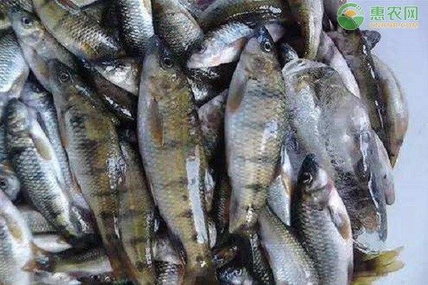 哪些品種的石斑魚適合混養(yǎng) 哪些品種的石斑魚適合混養(yǎng) 龍魚百科 第3張