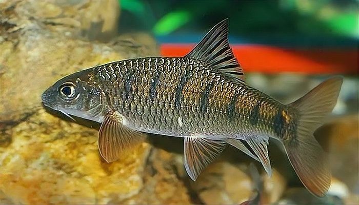 哪些品種的石斑魚適合混養(yǎng) 哪些品種的石斑魚適合混養(yǎng) 龍魚百科 第4張