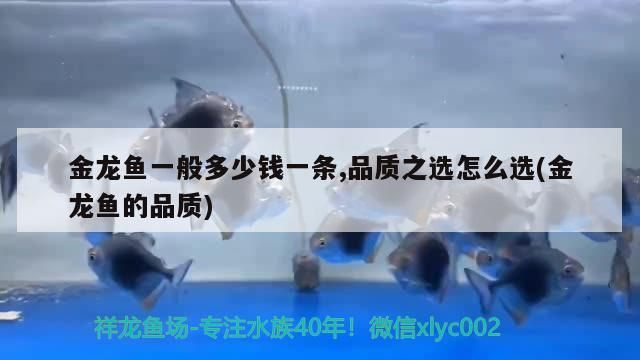 金龍魚一般多少錢一條,品質之選怎么選(金龍魚的品質)（金龍魚一般多少錢一條）