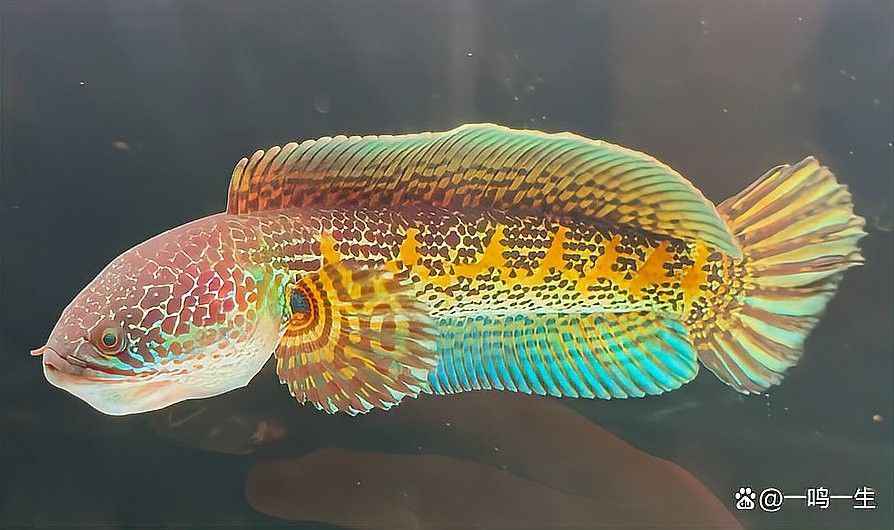 廣東雷龍魚的市場價格是多少（2019年廣東雷龍魚價格大概多少錢？）