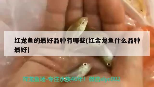 紅龍魚的最好品種有哪些(紅金龍魚什么品種最好)（紅龍魚的最好品種有哪些）
