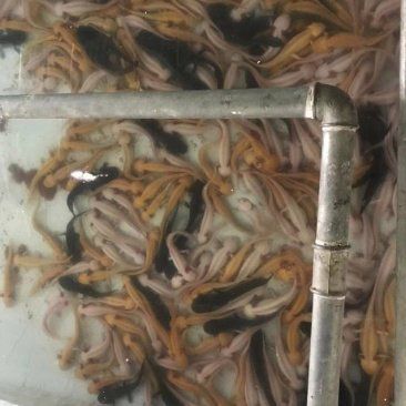 龍魚魚苗批發(fā)市場（龍魚魚苗批發(fā)市場是一個專門銷售）