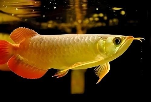 龍魚最低溫度能承受多少（金龍魚水溫控制指南:讓你的龍魚安全過冬咱燕姐的故事）